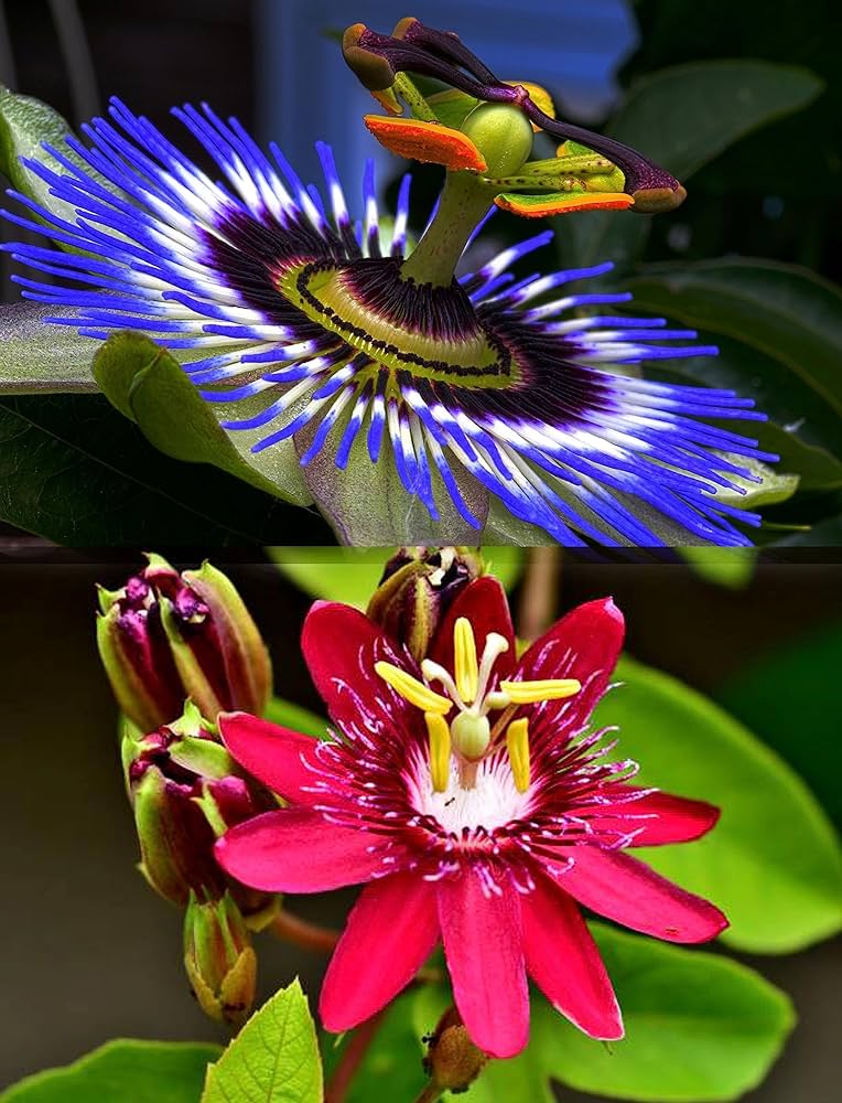 Gemischt Passion Blumensamen zur Aussaat ideal Rabatten Traditionssorte & ohne Gentechnik Samen Hausgarten