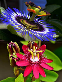 Gemischt Passion Blumensamen zur Aussaat ideal Rabatten Traditionssorte & ohne Gentechnik Samen Hausgarten