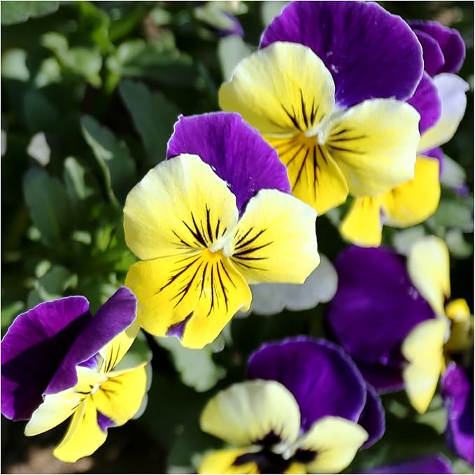 Johnny jump-up viola tricolor for anpflanzung in garten