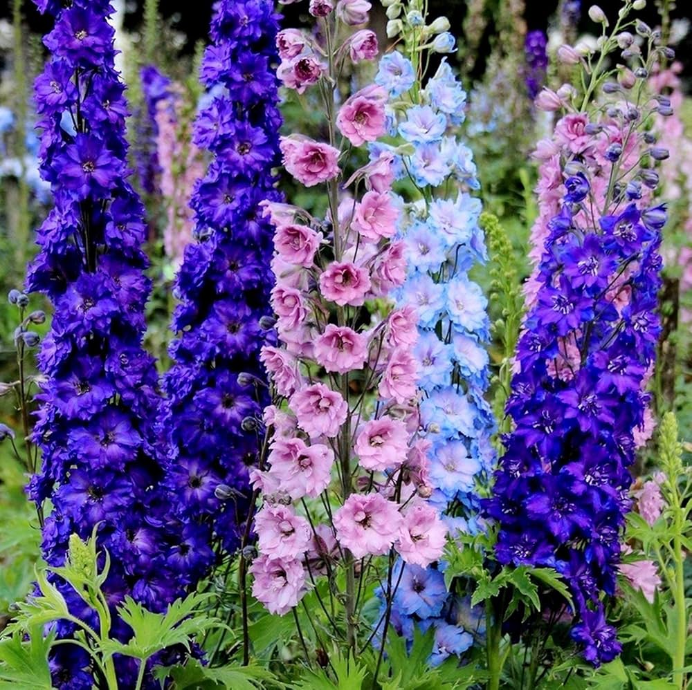 Rocket Larkspur Blumensamen Garten Blüten
