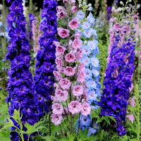 Rocket Larkspur Blumensamen Garten Blüten