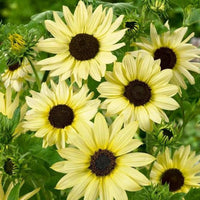 Vanilla Ice Sonnenblume lang-Lasting einjährige Blume Samen Gelb Blüten