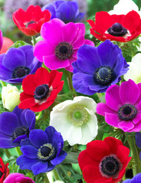 Anemone Blumensamen zur Aussaat – Anzucht – Traditionssorte & ohne Gentechnik Samen Hausgarten