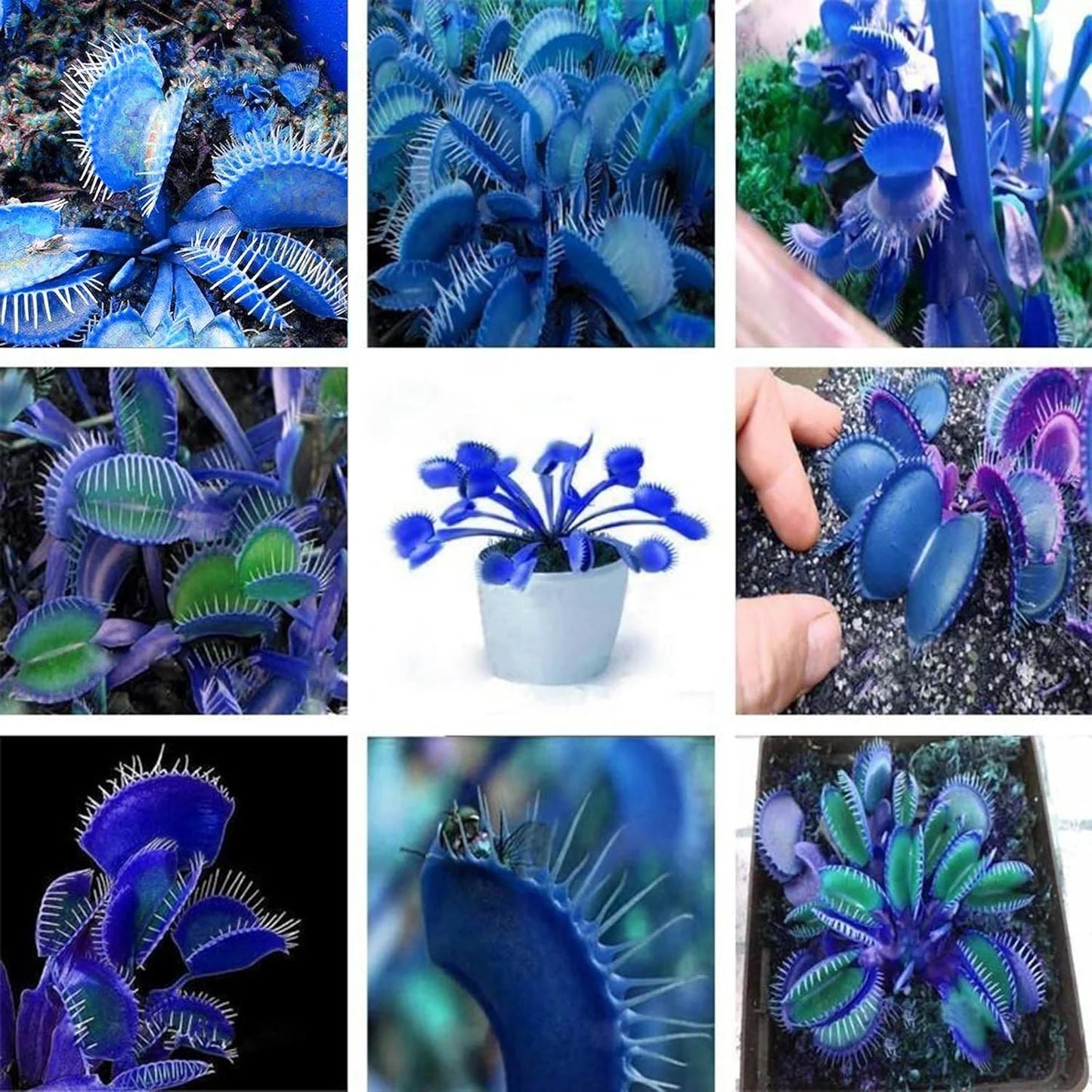 Blau Grün Venus Fly Trap Samen Blumensamen zur Aussaat sonnenliebend Traditionssorte & ohne Gentechnik Samen Hausgarten