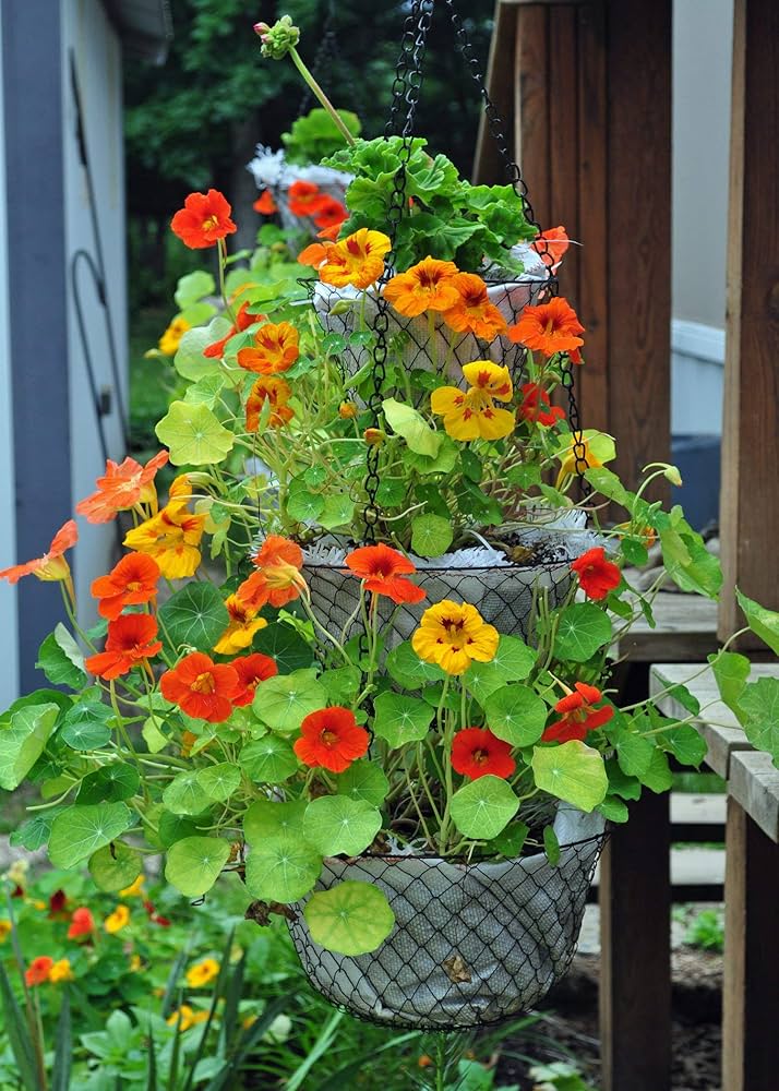 Gemischt Tropaeolum Majus Blumensamen zur Aussaat – pflegeleicht Traditionssorte & ohne Gentechnik Samen Hausgarten