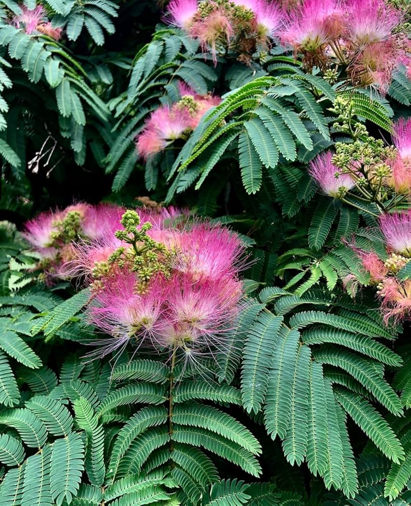 Albizia julibrissin samen for anpflanzung: silk tree variety blume