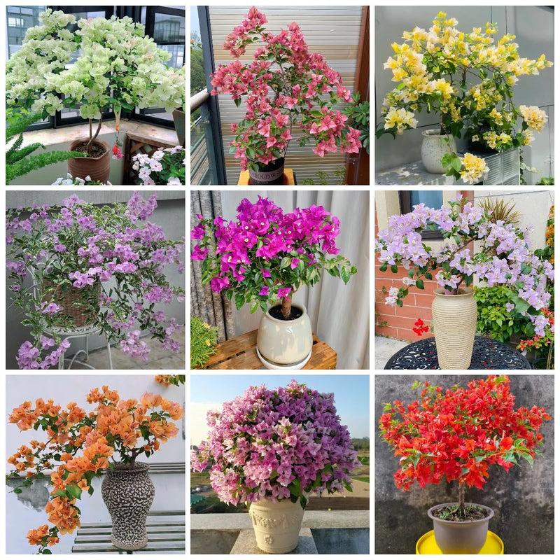 MultiColour Drillingsblume Bougainvillea Blumensamen zur Aussaat Landhaus Garten wichtig Traditionssorte & ohne Gentechnik Samen Hausgarten