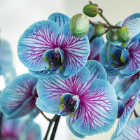 Schmetterlingsorchidee Orchidee Schmetterlingsorchidee spp Blumensamen zur Aussaat für Innenräume Garten