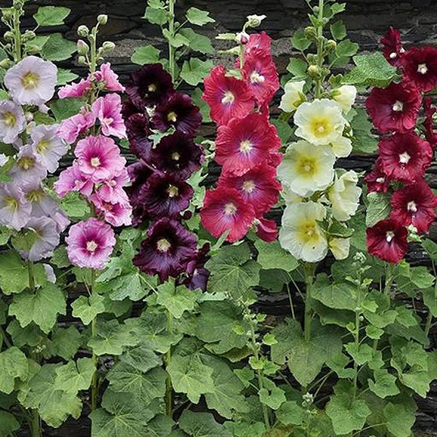 Orange Stockrose Alcea rosea Samen zur Aussaat Blume Beet