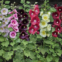 Orange Stockrose Alcea rosea Samen zur Aussaat Blume Beet