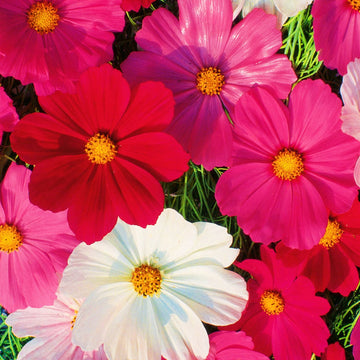 Cosmos sensation mix blume samen for vibrant and hardy garten blooms
