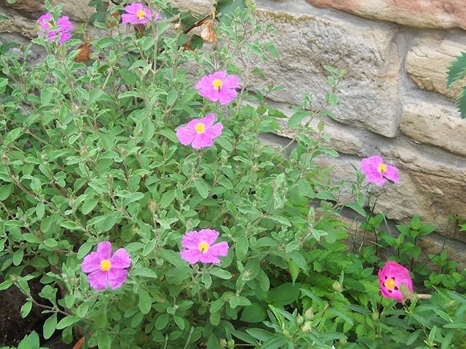 Tauric Stein Rose Helianthemum tauricum Blumensamen zur Aussaat Stein Garten