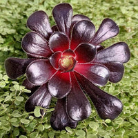 Schwarz Succulent Blumensamen Drought verträglich Traditionssorte & ohne Gentechnik Samen Hausgarten