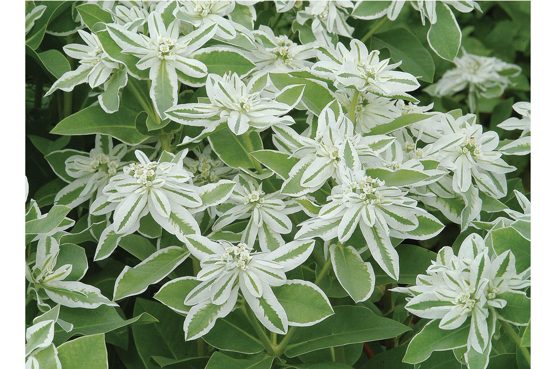Weiß Euphorbia Marginata Landscaping – Samen leuchtend Greenery