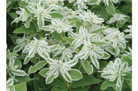 Weiß Euphorbia Marginata Landscaping – Samen leuchtend Greenery