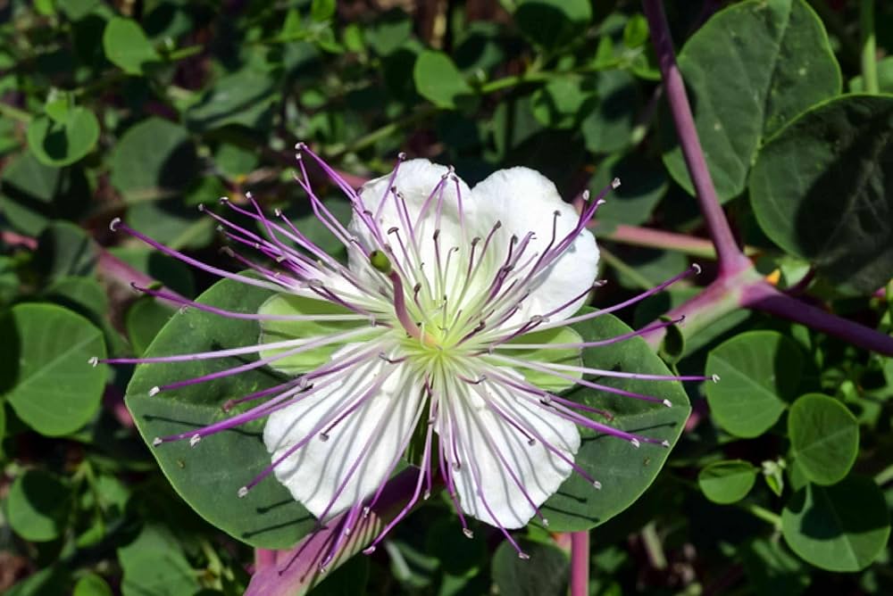 Weiß Caper Blumensamen zur Aussaat – Landhaus Garten wichtig – Traditionssorte & ohne Gentechnik Samen Hausgarten