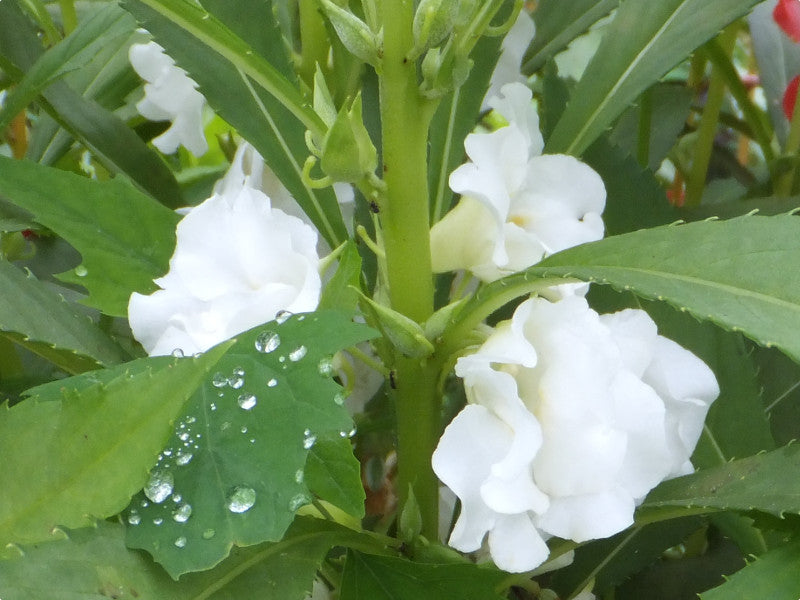 Pflanze Weiß Balsamine Blumensamen