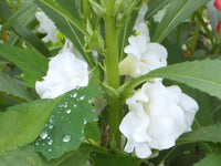 Pflanze Weiß Balsamine Blumensamen