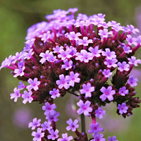 Eisenkraut Logro Bordeaux Samen Rich Bordeaux Gartenblumen