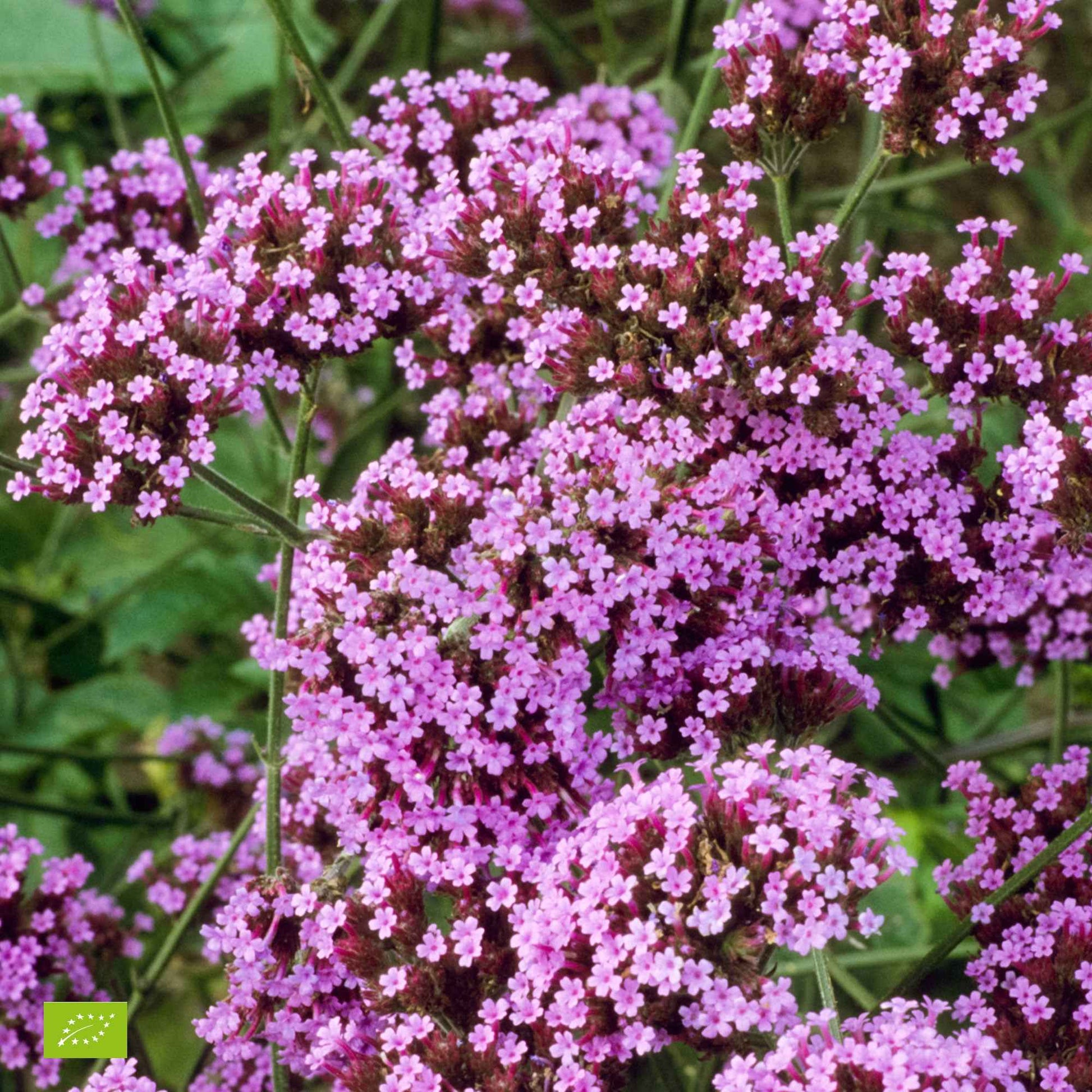 Eisenkraut Logro Bordeaux Samen Rich Bordeaux Gartenblumen