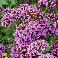 Eisenkraut Logro Bordeaux Samen Rich Bordeaux Gartenblumen