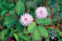 Mixed mimosa pudica blume samen for anpflanzung - vibrant colors, heirloom & gmo free samen for home garten
 
 sale samen for anpflanzung in home garten