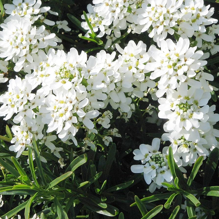 Sempervirens Evergreen Blumensamen zur Aussaat