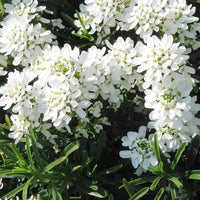 Sempervirens Evergreen Blumensamen zur Aussaat
