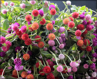 Gomphrena Globosa Gemischt Blumensamen zur Aussaat