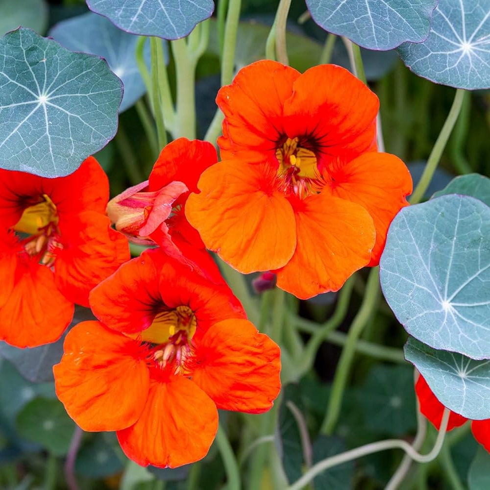 Nasturtium blume samen for anpflanzung - perfect for borders, heirloom & gmo free samen for home garten
 
 sale for anpflanzung in home garten