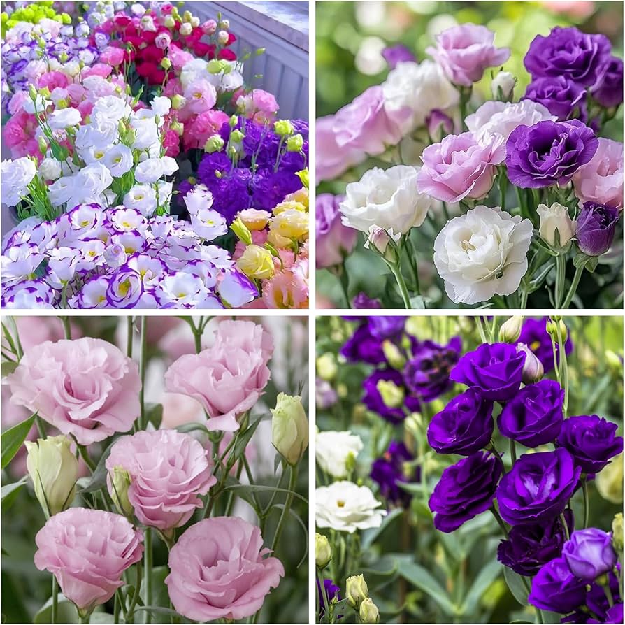 Gemischt Lisianthus Sapphire Blumensamen zur Aussaat – saisonal Dauerblüher – Traditionssorte & ohne Gentechnik Samen Hausgarten