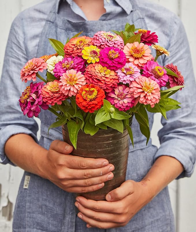 Zinnie Zinnie spp Blumensamen zur Aussaat Blume Beet
