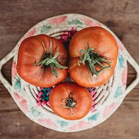 Brandywine red tomato samen für traditionelle tomatoes