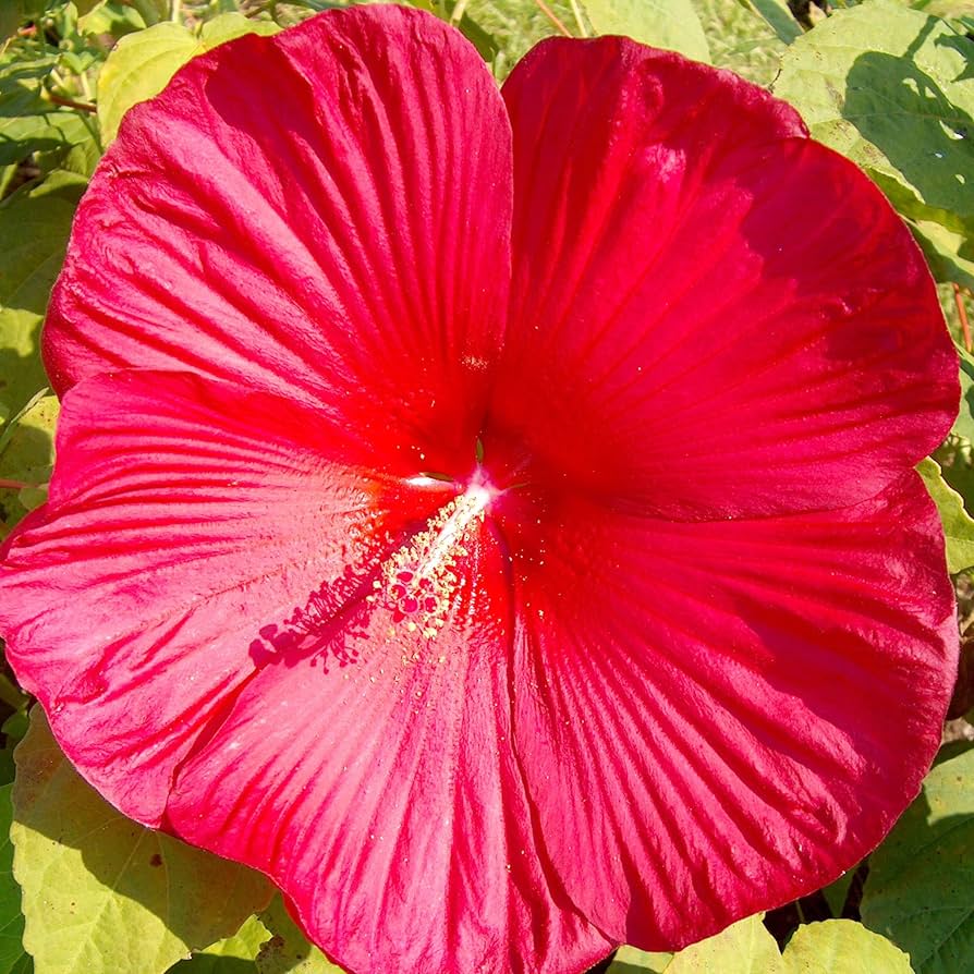 Dinner Plate Hibiskus Hibiskus rosa-sinensis Blumensamen zur Aussaat Blume Beet und Garten