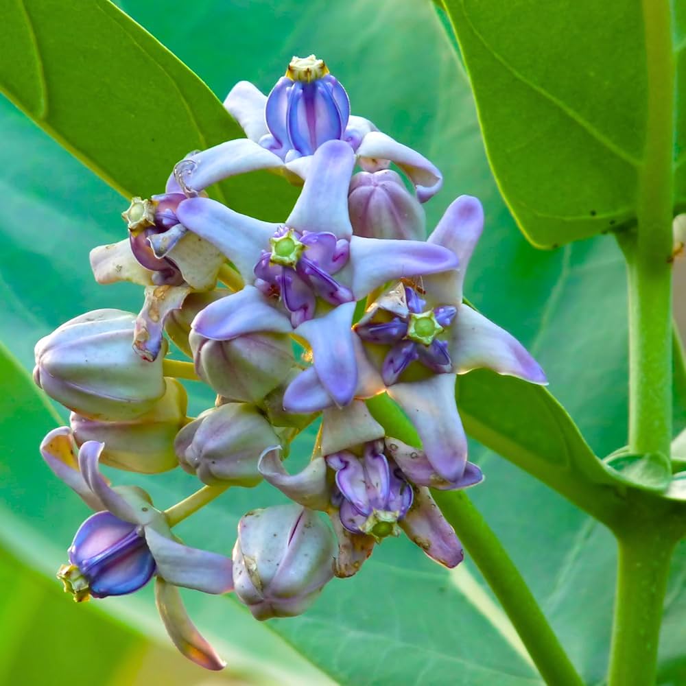 Lila Calotropis Gigantea Blumensamen zur Aussaat – Bestäuber freundlich – Traditionssorte & ohne Gentechnik Samen Hausgarten