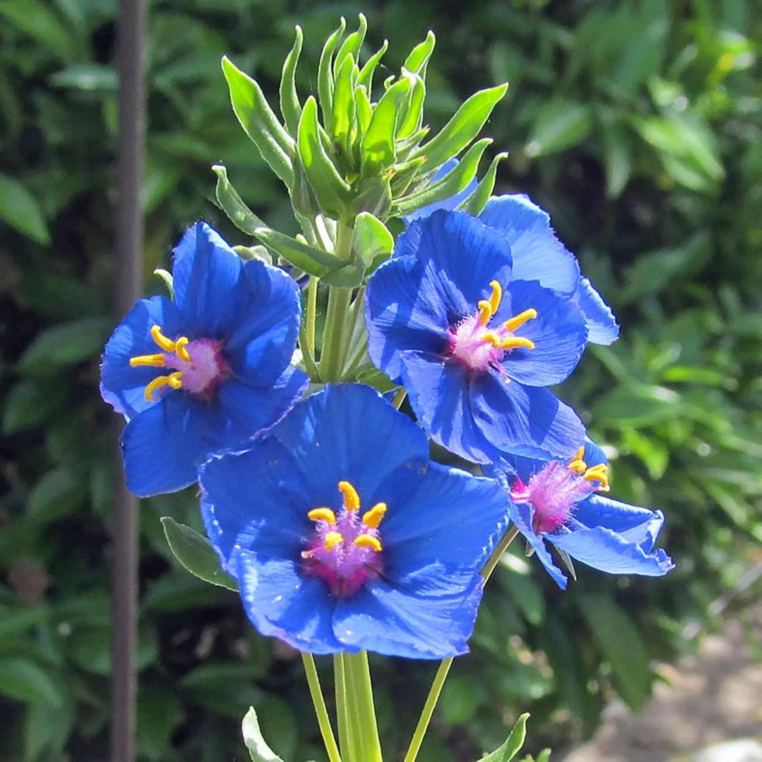 Blau Pimpernel Blumensamen zur Aussaat – Schnitt Blume beliebt – Traditionssorte & ohne Gentechnik Samen Hausgarten