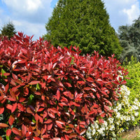 Photinia Serrulata Blumensamen zur Aussaat – Schnitt Blume beliebt – Traditionssorte & ohne Gentechnik Samen Hausgarten