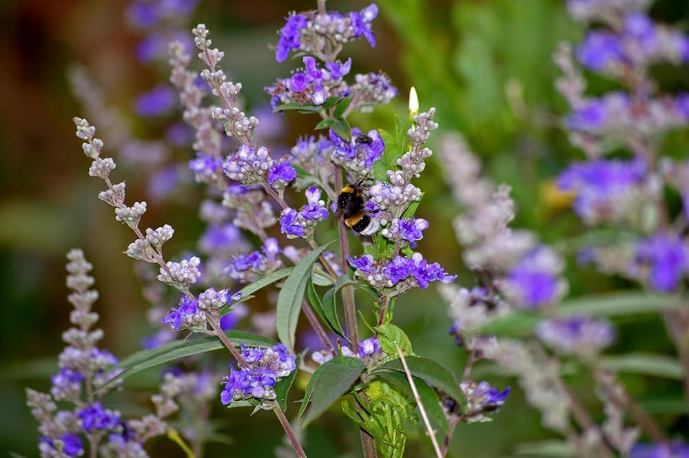 kaufen vitex agnus pflanze samen für pflanzung Stück, 100 Stück