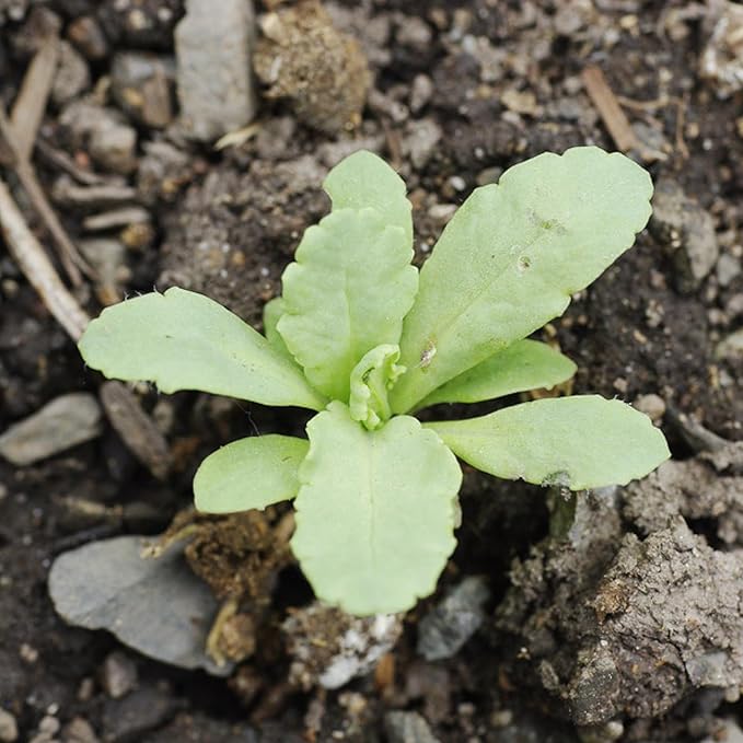 Gemischt Poppy Papaver spp Blumensamen zur Aussaat Blume Beet
