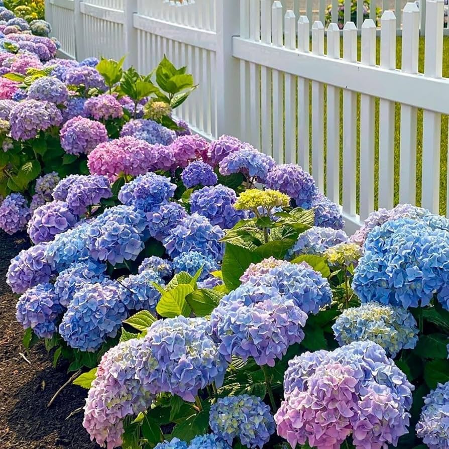 Braun Hortensie Blumensamen einfache Aussaat