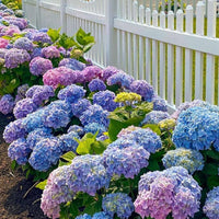 Braun Hortensie Blumensamen einfache Aussaat