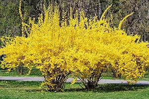 Forsythia suspensa weeping forsythia gelb blume samen for bright spring blooms