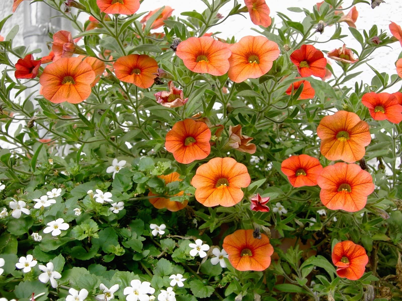 Orange Petunie Blumensamen zur Aussaat pflegeleicht Traditionssorte & ohne Gentechnik Samen Hausgarten