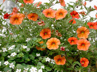 Orange Petunie Blumensamen zur Aussaat pflegeleicht Traditionssorte & ohne Gentechnik Samen Hausgarten