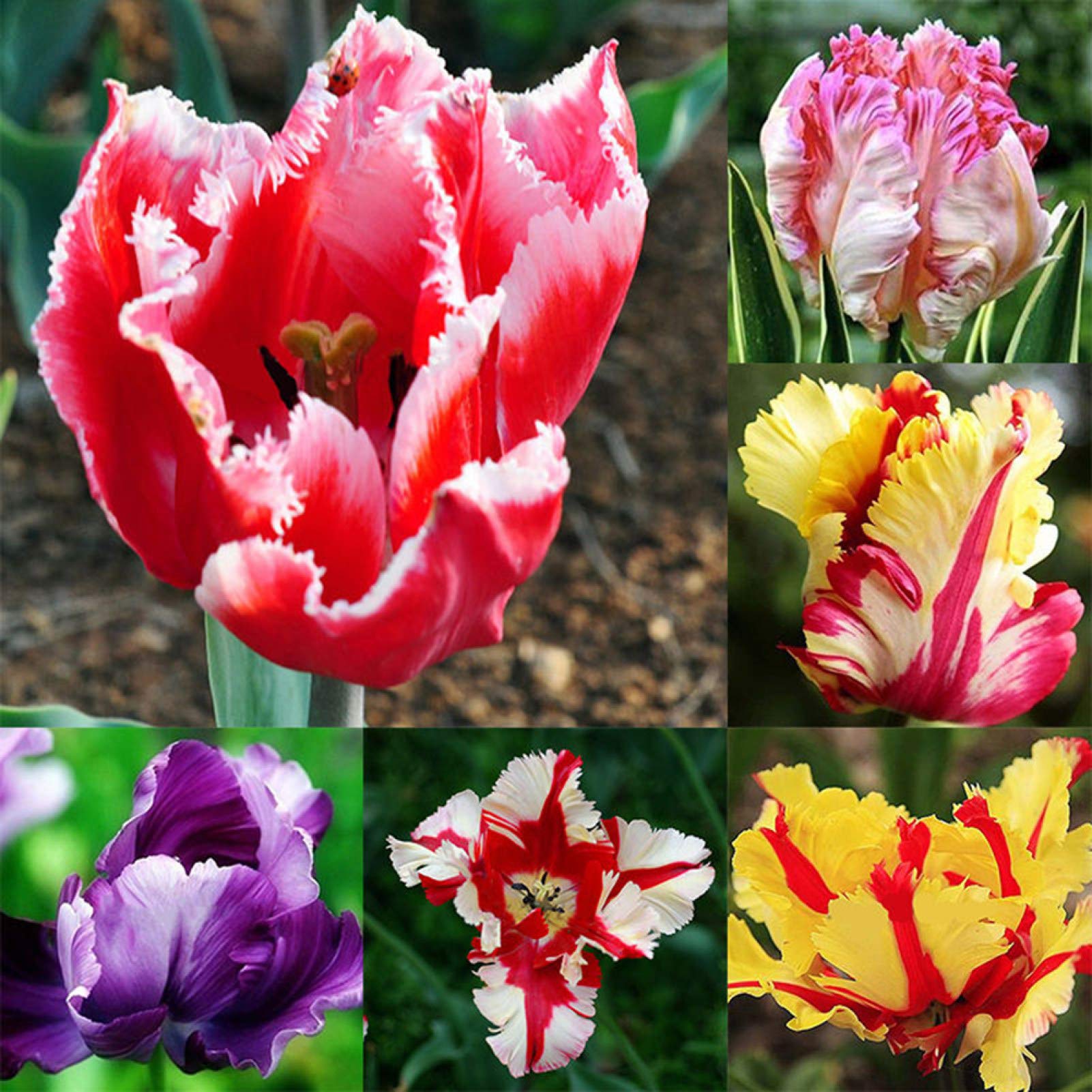 TulpeBirnen Blumensamen zur Aussaat hochwertige Qualitäts- Traditionssorte & ohne Gentechnik Samen Hausgarten