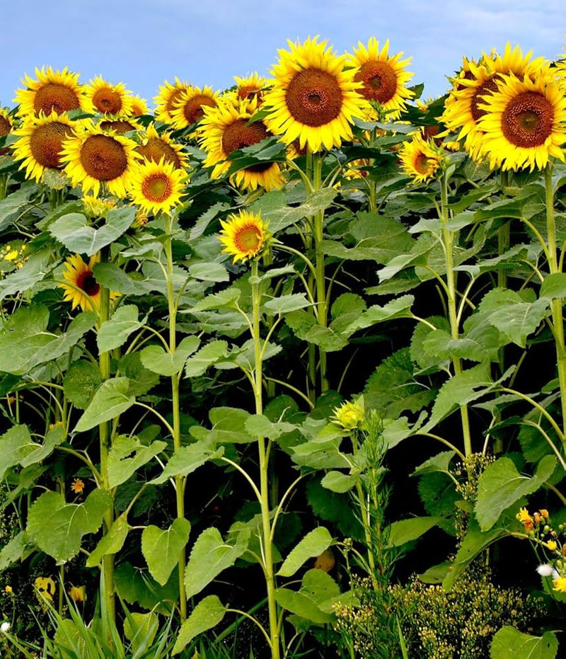 Sunflower samen for anpflanzung - bright gelb variety blume
