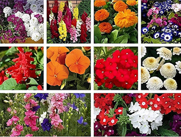 Immergrün Blumensamen zur Aussaat – Schnitt Blume beliebt – Traditionssorte & ohne Gentechnik Samen Hausgarten
