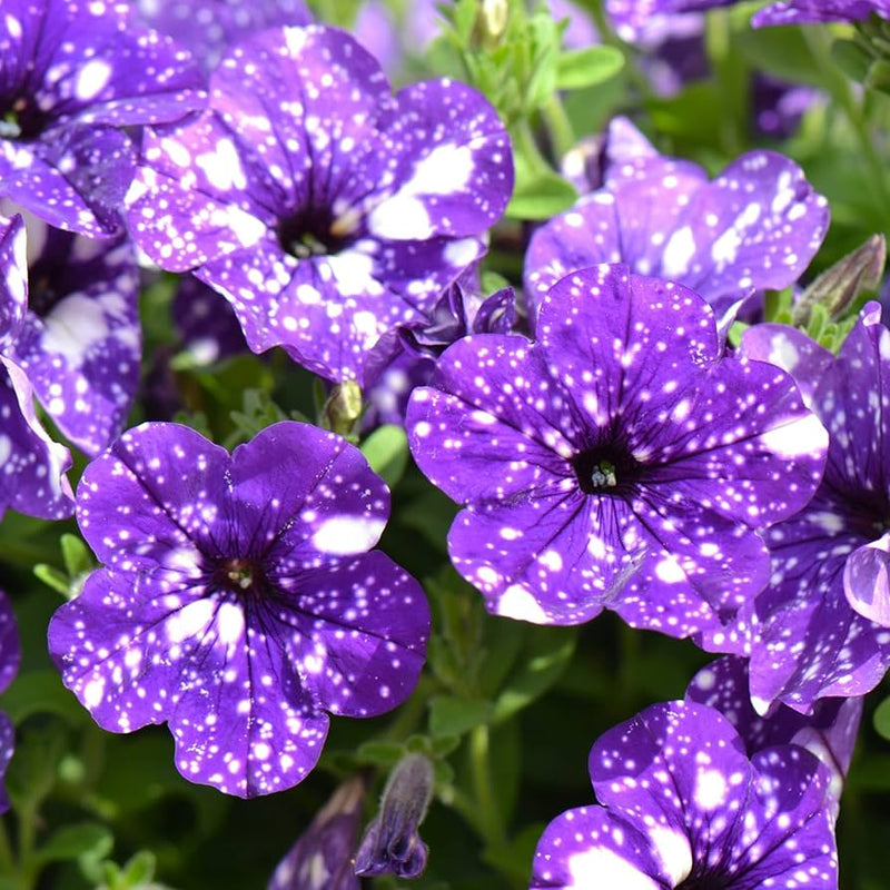 Rare petunia petunia spp. samen for anpflanzung in blume bed