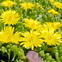 Gelb Rot Ice Blumensamen zur Aussaat – leuchtende einjährige Blüten