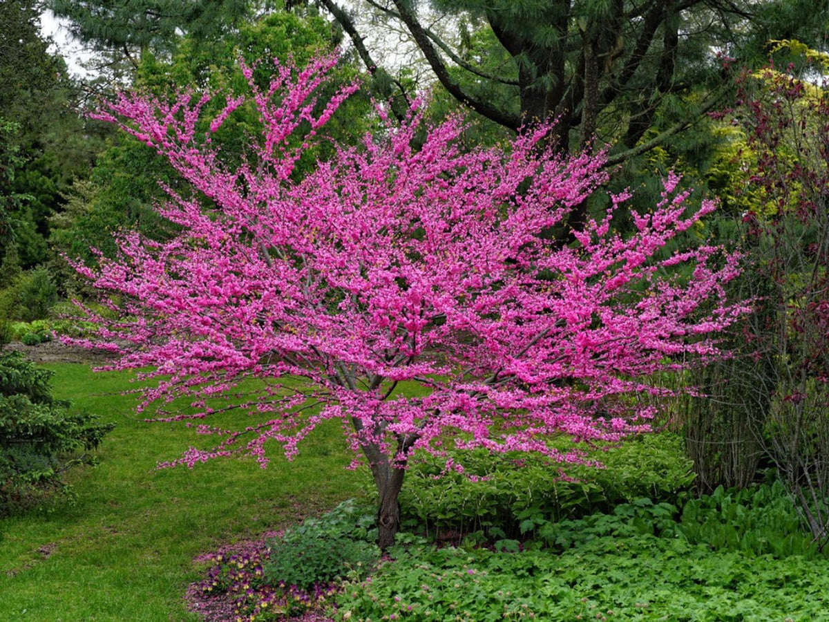 Redbud (redbud blume) samen for anpflanzung in home garten